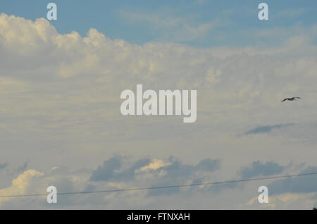 A seagull flying against a cloudy sky Stock Photo