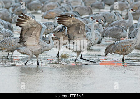 Sandhill Cranes slide across the frozen marsh as they struggle to fly off to the feeding ground after spending the night at the Bosque del Apache National Wildlife Refuge in San Antonio, New Mexico. The cranes freeze in place as night temperatures drop and then free themselves when the sun warms the water.