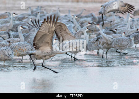 Sandhill Cranes slide across the frozen marsh as they struggle to fly off to the feeding ground after spending the night at the Bosque del Apache National Wildlife Refuge in San Antonio, New Mexico. The cranes freeze in place as night temperatures drop and then free themselves when the sun warms the water.