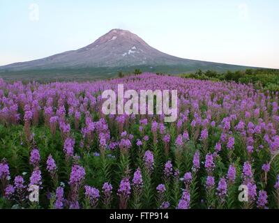 Wildflowers blooming around the cone of the Augustine volcano on Augustine Island in the lower Cook Inlet July 30, 2013 in Alaska. The volcano consists of a central dome and lava flow complex, surrounded by pyroclastic debris. Stock Photo