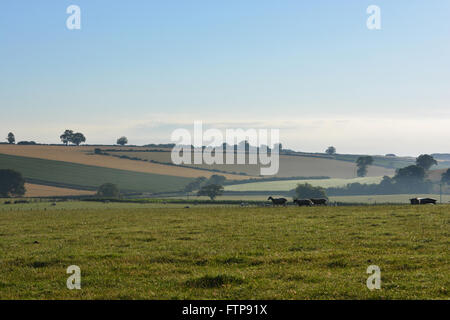 Early morning view over the Howardian Hills near village of Gilling East in late summer. Ryedale district, N.Yorkshire, England Stock Photo