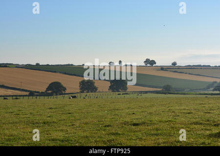 Early morning view over the Howardian Hills near village of Gilling East in late summer. Ryedale district, N.Yorkshire, England Stock Photo