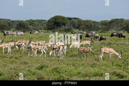 Grant's gazelles, common zebras, and wildebeests grazing, Ngorongoro Conservation Area (Ndutu), Tanzania Stock Photo