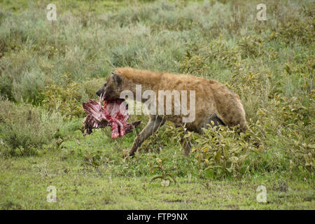 Pregnant spotted hyena carrying ribcage of wildebeest, Ngorongoro Conservation Area (Ndutu), Tanzania Stock Photo