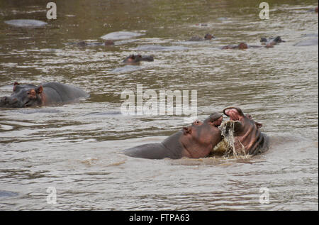 Hippos play-fighting in river, Serengeti National Park, Tanzania Stock Photo