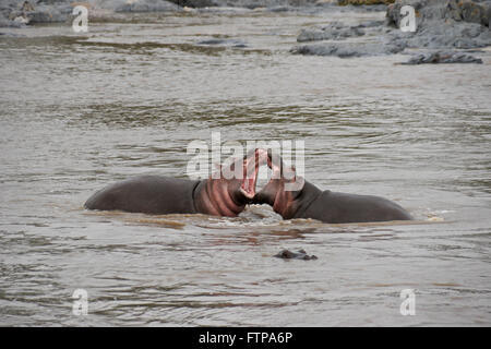 Hippos play-fighting in river, Serengeti National Park, Tanzania Stock Photo