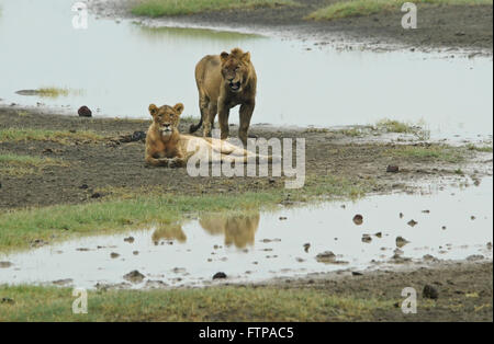 Female and young male lion beside water hole, Ngorongoro Crater, Tanzania Stock Photo