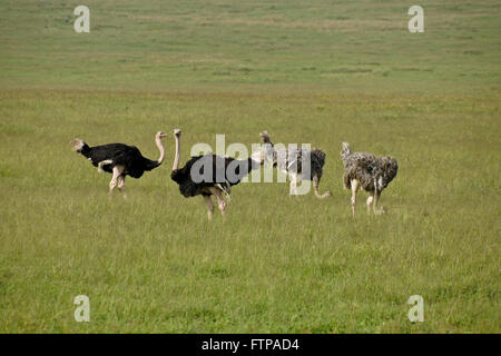 Male and female Masai ostriches, Ngorongoro Crater, Tanzania Stock Photo