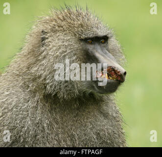Male olive baboon severely injured in fight, Ngorongoro Crater, Tanzania Stock Photo