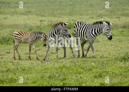 Common zebras with foal, Ngorongoro Crater, Tanzania Stock Photo