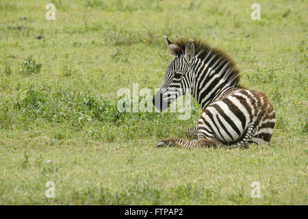 Burchell's (common, plains) zebra foal resting in grass, Ngorongoro Crater, Tanzania