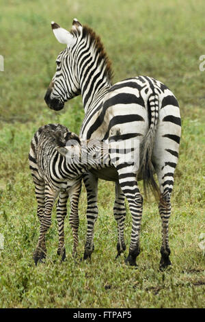 Burchell's (common, plains) zebra foal nursing, Ngorongoro Crater, Tanzania Stock Photo