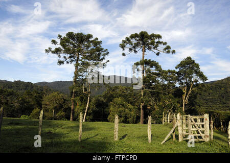 Araucaria - Araucaria angustifolia in the Bocaino Mountains National Park Stock Photo
