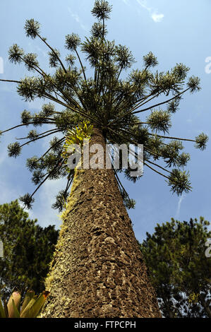 Araucaria - Araucaria angustifolia in the Bocaino Mountains National Park Stock Photo
