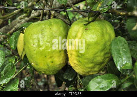 Detail of citron fruit - Citrus medica Stock Photo