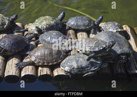 Turtles in Lake Botanical Garden of Rio de Janeiro