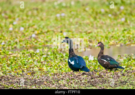 Ducks in the Pantanal of Mato - cairina moschata Stock Photo