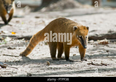 Coati in South Pantanal - Nasua Nasua Stock Photo