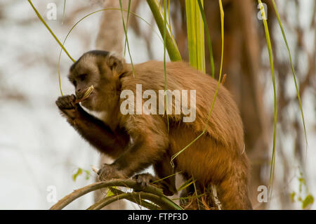 Capuchin monkey feeding on tree branch in Pantanal - Cebus Stock Photo