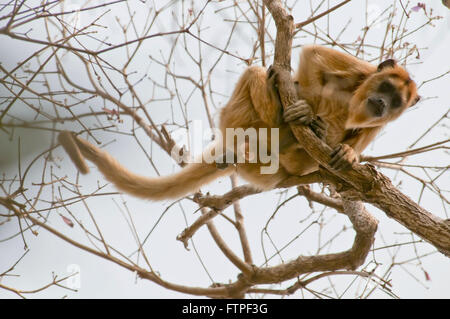 Howler monkey on tree branch in Pantanal - caraya Alouatta Stock Photo