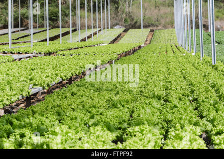 Hydroponic cultivation of curly lettuce in a farm Stock Photo