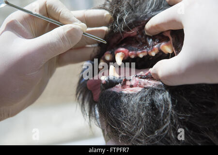 The vet is using the tool for the treatment of gingivitis in the open mouth of the dog under anesthesia. Stock Photo