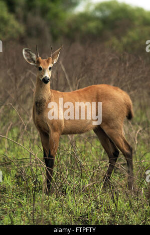 The marsh deer - dichotomus Blastocerus - Araguaia National Park Stock Photo