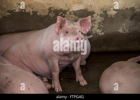 Creation of pigs in rural area Stock Photo