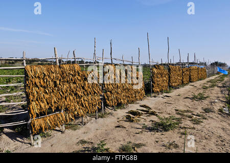 Drying tobacco leaves in the countryside - the rough region Stock Photo