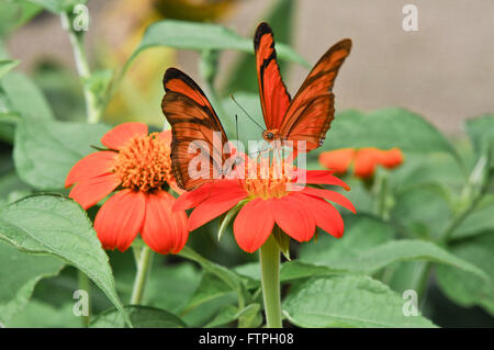 Butterflies species Julia - Dryas Iulia Stock Photo