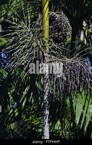 Acai palm tree in the Botanical Garden of the city of Rio de Janeiro Stock Photo