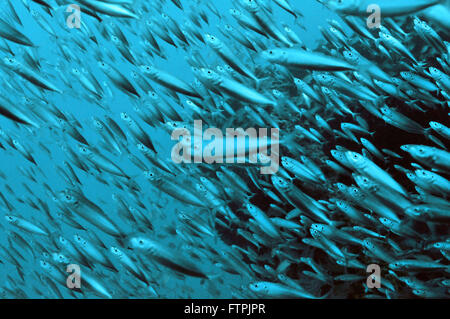 Underwater pictures on the Brazilian coast - mackerel - Decapteros macarellus Stock Photo