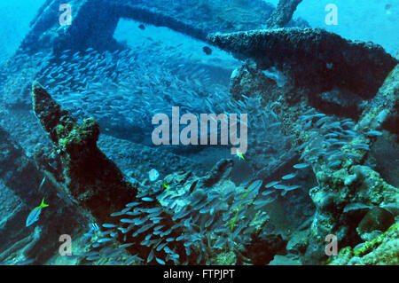 Underwater pictures on the Brazilian coast - mackerel - Decapteros macarellus Stock Photo