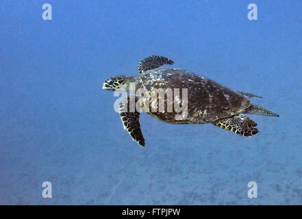 Underwater pictures on the Brazilian coast - Hawksbill Turtle - Eretmochelys imbricata Stock Photo