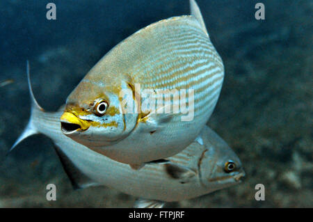 Underwater pictures on the Brazilian coast - piranjica - sectator Kyfhosus Stock Photo