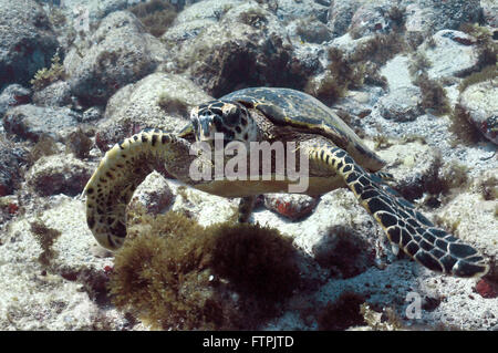 Underwater pictures on the Brazilian coast - Hawksbill Turtle - Eretmochelys imbricata Stock Photo