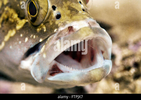 Underwater pictures on the Brazilian coast - Grouper - marginata Mycteroperca Stock Photo