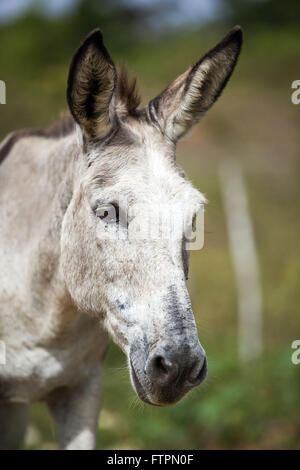 Donkey in rural scouring the city of Cachoeira Stock Photo