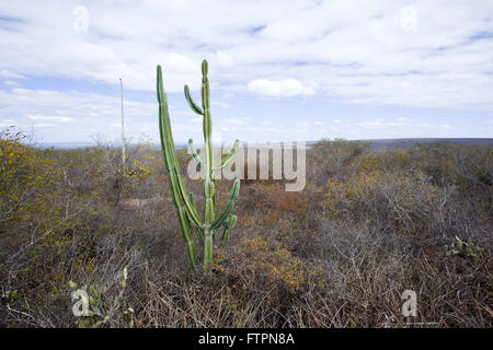 Mandacaru - Cereus jamacaru in the landscape of savanna in backlands of Pernambuco Stock Photo