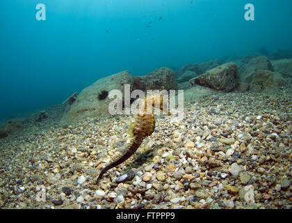 The den where he hides and lives the seahorse Stock Photo