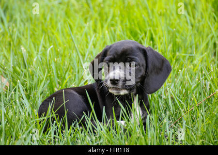 Black beagle and cocker spaniel mix Stock Photo