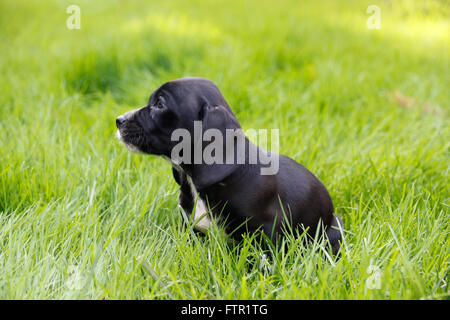 Black beagle and cocker spaniel mix Stock Photo