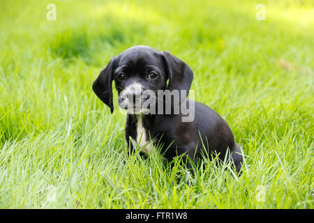 Black beagle and cocker spaniel mix Stock Photo