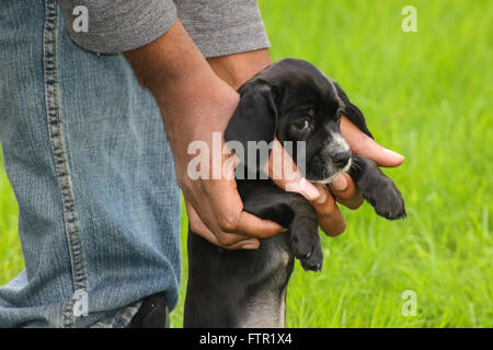 Black beagle and cocker spaniel mix Stock Photo