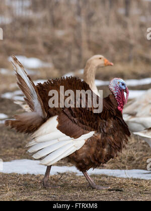 A Red Bourbon Turkey in the spring in Minnesota Stock Photo