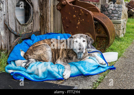 Big old dog on blanket Ucluelet BC Stock Photo