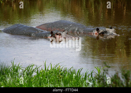 A Hippo keeping a wary eye out for danger Stock Photo