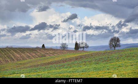 landscape of farm field in tuscany in italy. Stock Photo