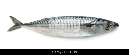 Fresh atlantic mackerel isolated on white Stock Photo