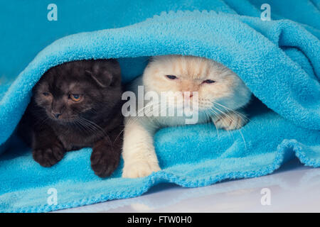 Two cute little kittens peeking out from under the soft warm blue blanket Stock Photo